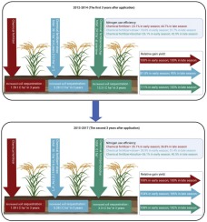 Effetti contrastanti delle applicazioni di paglia e biochar derivata dalla paglia sull'accumulo di carbonio nel suolo e sull'efficienza nell'uso dell'azoto nei sistemi di coltivazione del riso doppio-image