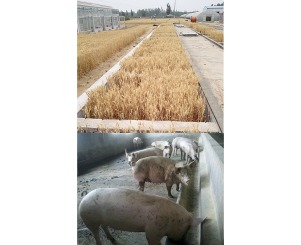 Comparison of net GHG emissions between separated system and crop-swine integrated system in the North China Plain-image