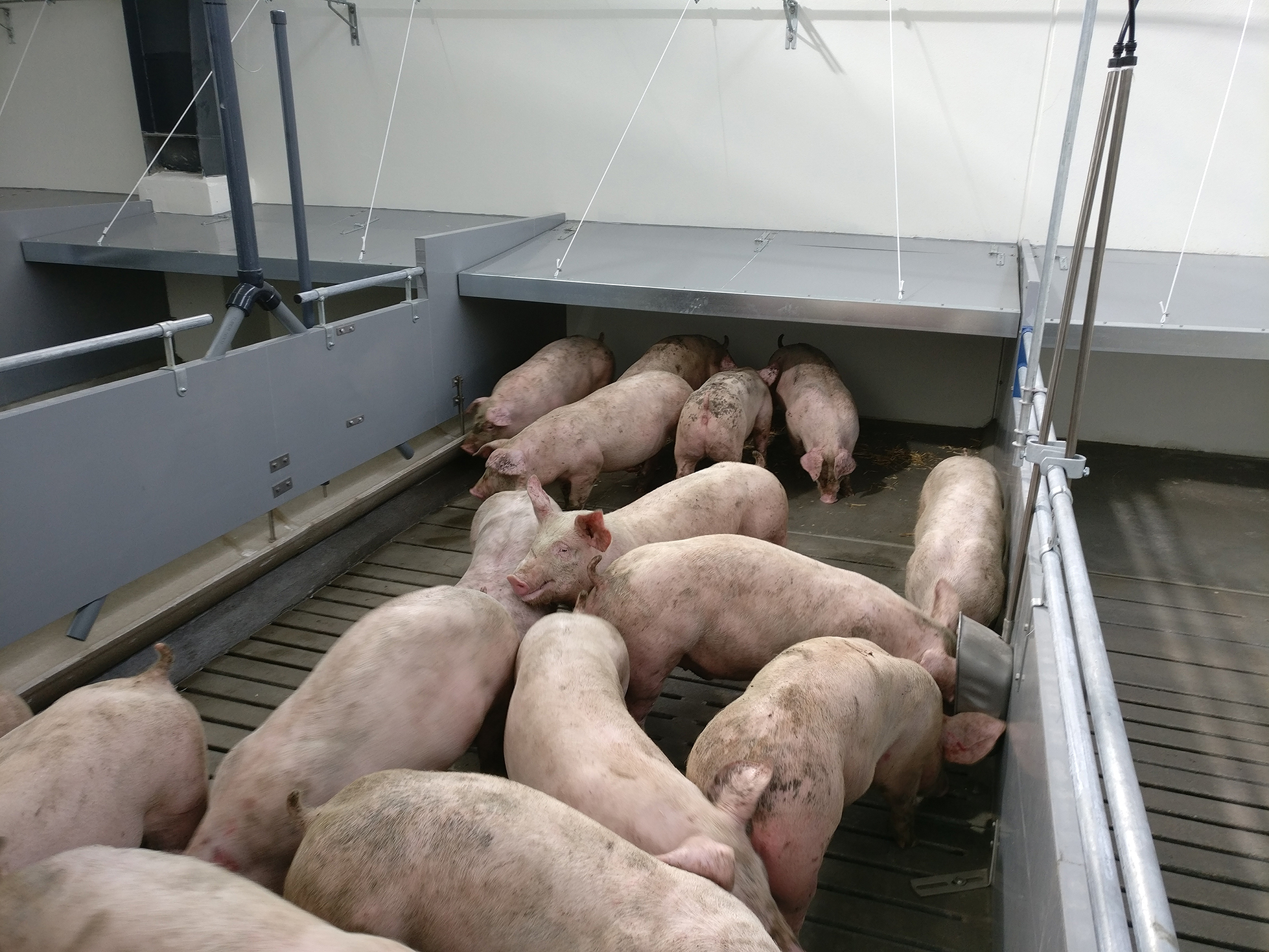 Eco-innovative housing solution for efficient production of slaughterpigs with limited environmental impact-image