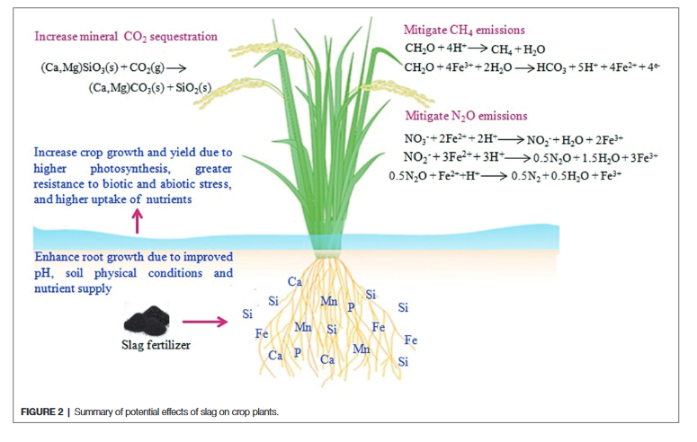 Cropping with slag to address soil, environment, and food security-image