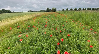 Bio-ordning,  biodiversitet & bæredygtighed-image