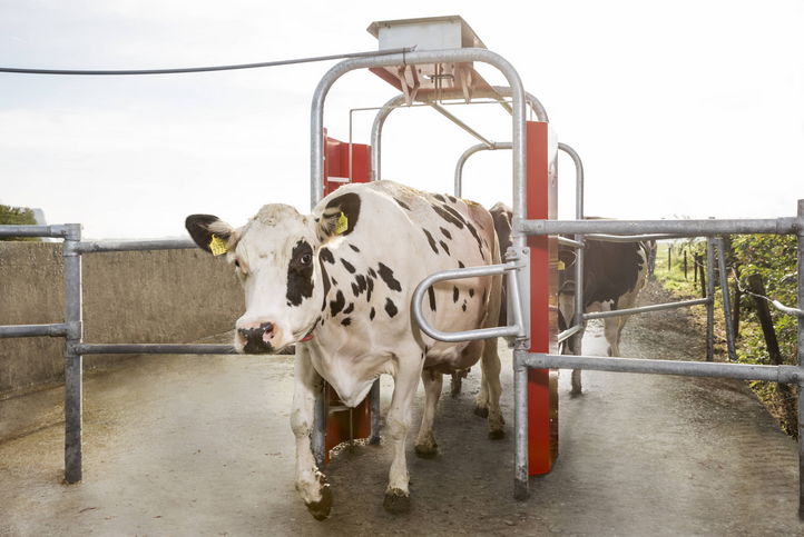 Lely Grazeway - Efficient grazing system-image