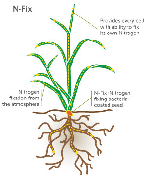 Tecnologia di fertilizzazione N-FIX®-image