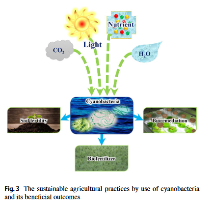Convoluted role of cyanobacteria as biofertilizer: an insight of sustainable agriculture-image