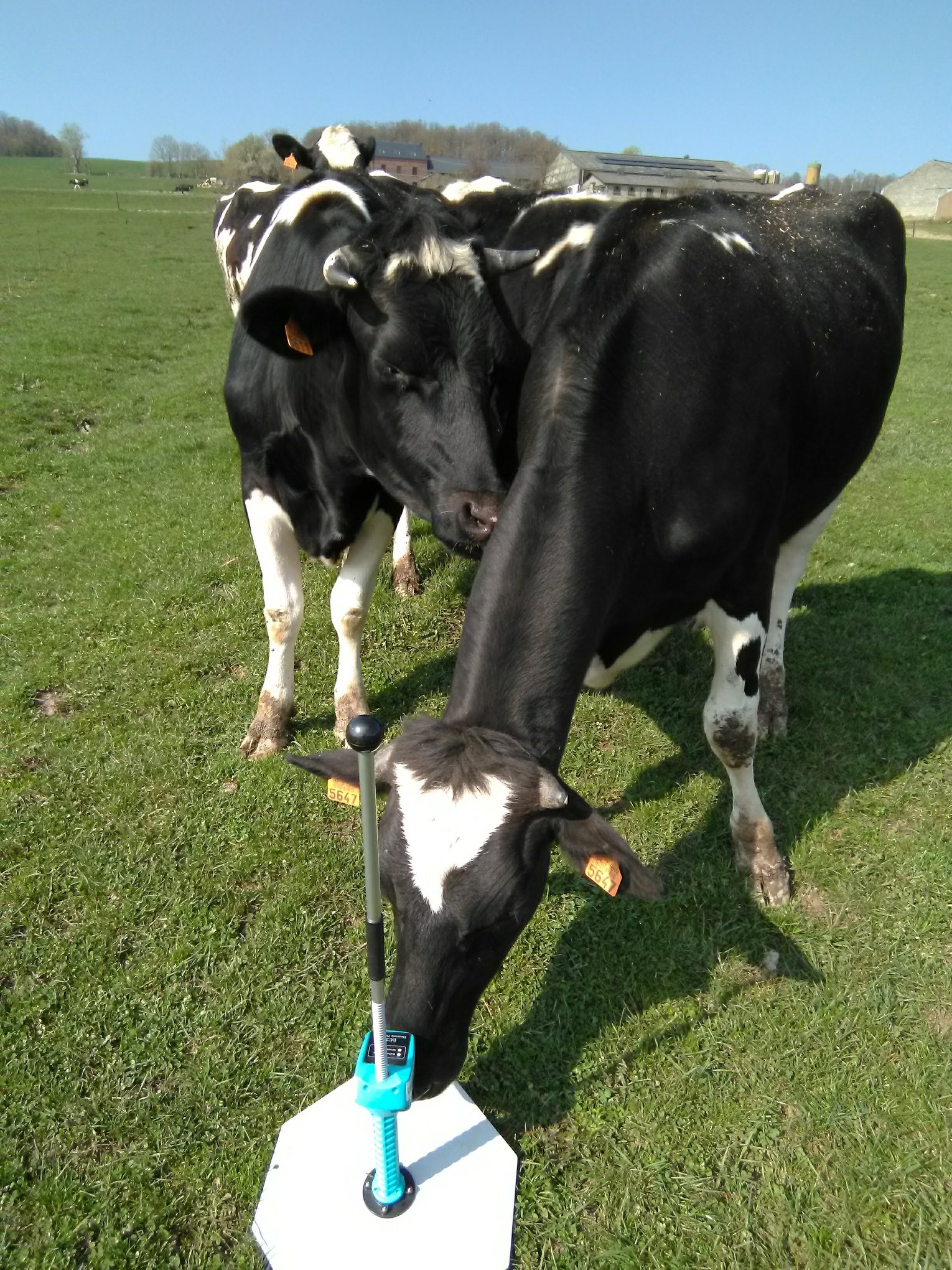 Strategie żywieniowe mające na celu zmniejszenie emisji metanu i śladu węglowego krów mlecznych w Belgii, Luksemburgu i Danii-image