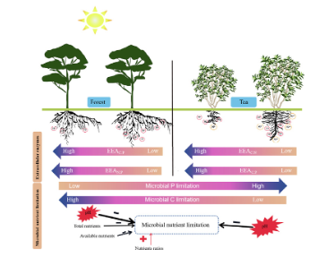 Disentangling drivers of soil microbial nutrient limitation in intensive agricultural and natural ecosystems-image