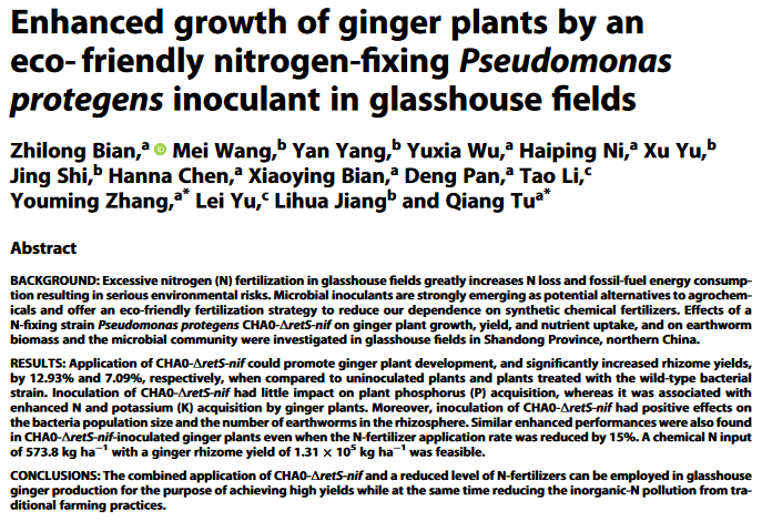 Enhanced growth of ginger plants by an eco- friendly nitrogen-fixing Pseudomonas protegens inoculant in glasshouse fields-image