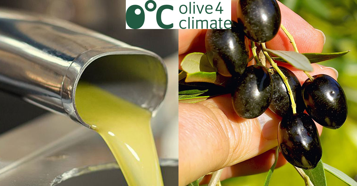 OLIVE4CLIMATE - LIFE. CLIMATE CHANGE MITIGATION THROUGH A SUSTAINABLE SUPPLY CHAIN FOR THE OLIVE OIL SECTOR-image