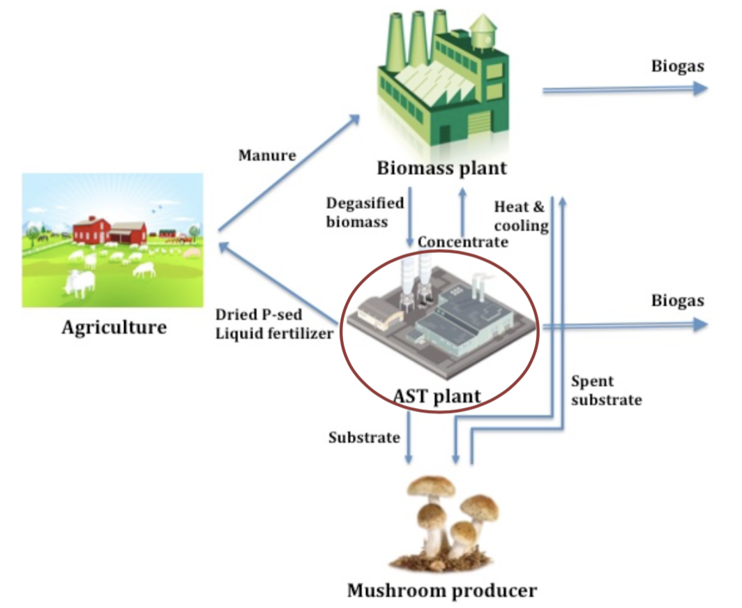 Produzione di funghi e biogas in un'economia circolare-image