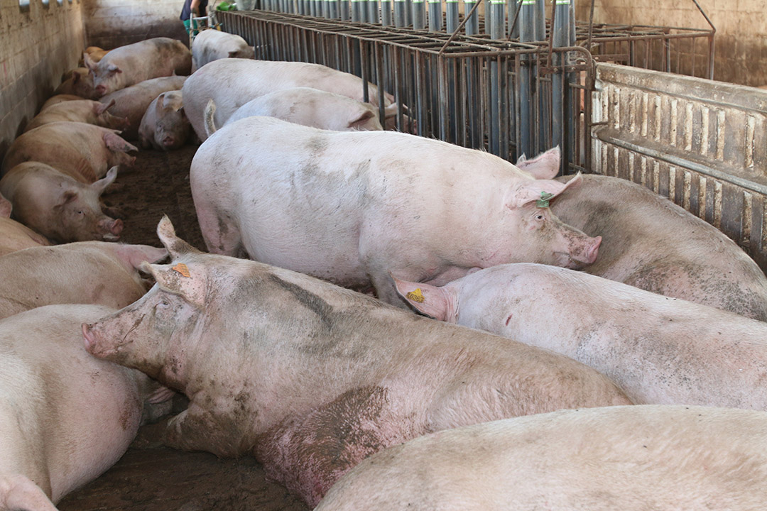 Valorisatie van varkenskarkassen door omzetting in biobrandstoffen en organische meststoffen-image