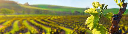 Winnice na rzecz redukcji śladu węglowego: zrównoważona strategia wykorzystania biomasy do ogrzewania i chłodzenia w winiarniach.-image