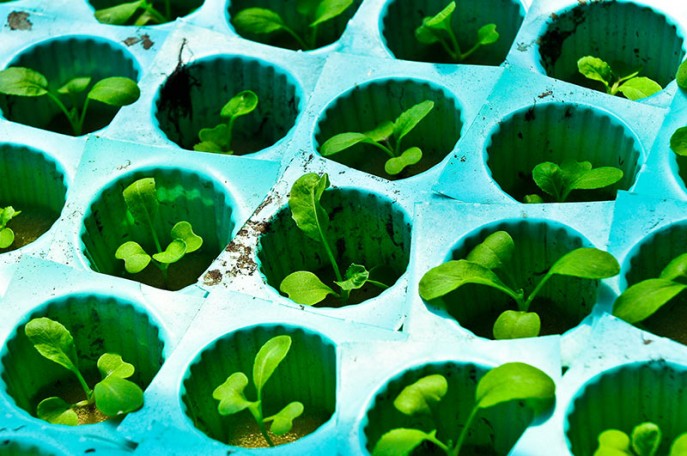 AgraBurstPRO - Input agricolo-image