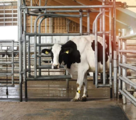 Automatyczne sortowanie i kierowanie krów-image