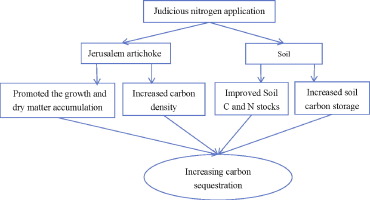 Carbon sequestration and Jerusalem artichoke biomass under nitrogen applications in coastal saline zone in the northern region of Jiangsu, China-image